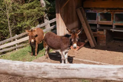 Esel im Urlaub auf dem Bauernhof in Lana